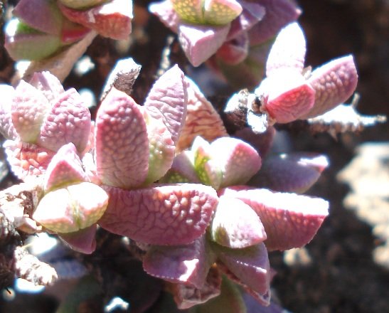 Ruschia putterillii knobbly leaves